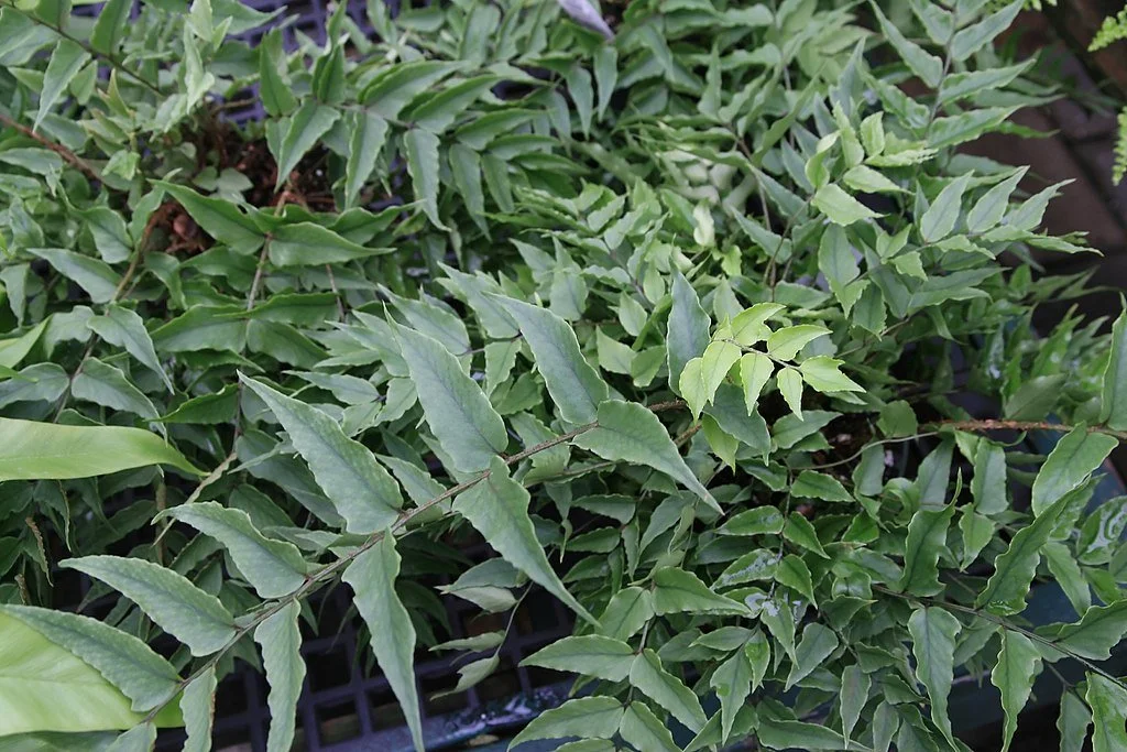  Cyrtomium fortunei, also known as holly fern, is a plant traditionally used in Chinese medicine.  The fern can treat tapeworm, bleeding ailments and can help prevent influenza. 