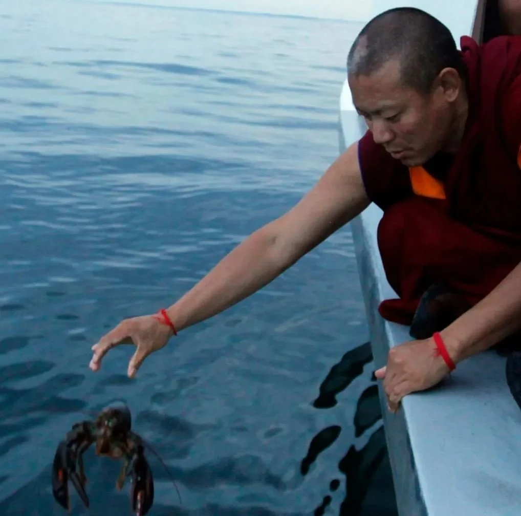 The ‘life releasing’ ritual, where Buddhists purchase animals being sold as food and release them into the wild, can introduce invasive species into ecosystems.  