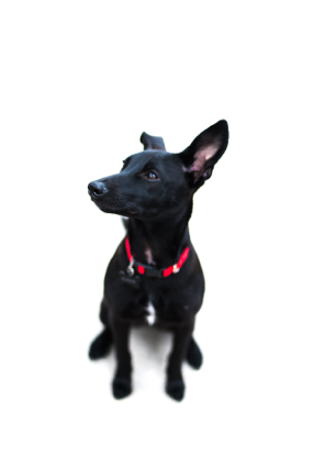  IV Pup by Alaska Yokota @alaska.visuals 