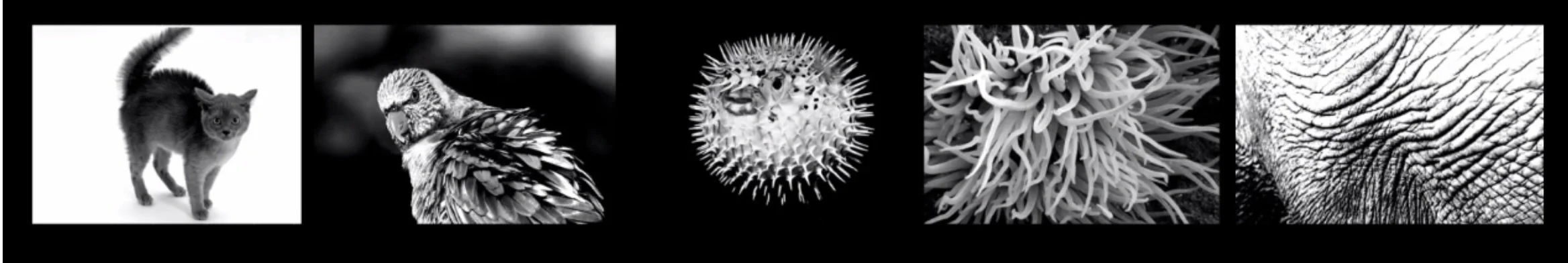  Pennsylvania State University professor Felecia Davis used the texture of animals as inspiration for her recent project, FELT,  to create textiles that feel recognizable. 