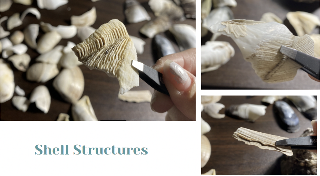   Shells collected on Devereux Beach for Emily Nguyen’s Art and Science Project.    